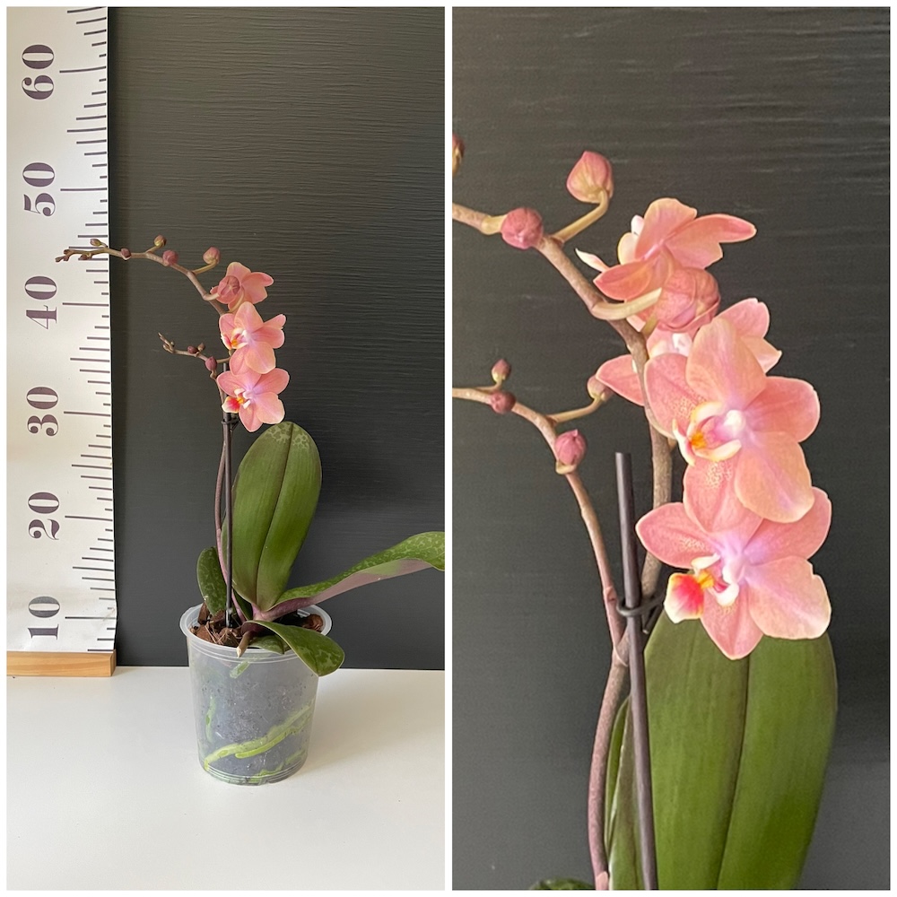 odorion odorion • Ελληνικές Ορχιδέες • Μοναδικές ορχιδέες με στυλ και αρώματα!