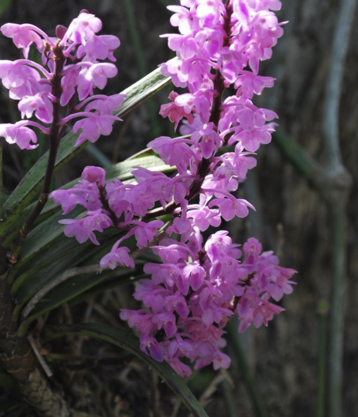 Aerides Ringens • Ελληνικές Ορχιδέες • Μοναδικές ορχιδέες με στυλ και αρώματα!