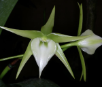 Ορχιδέα Angraecum Veitchii Aroma - Image 2