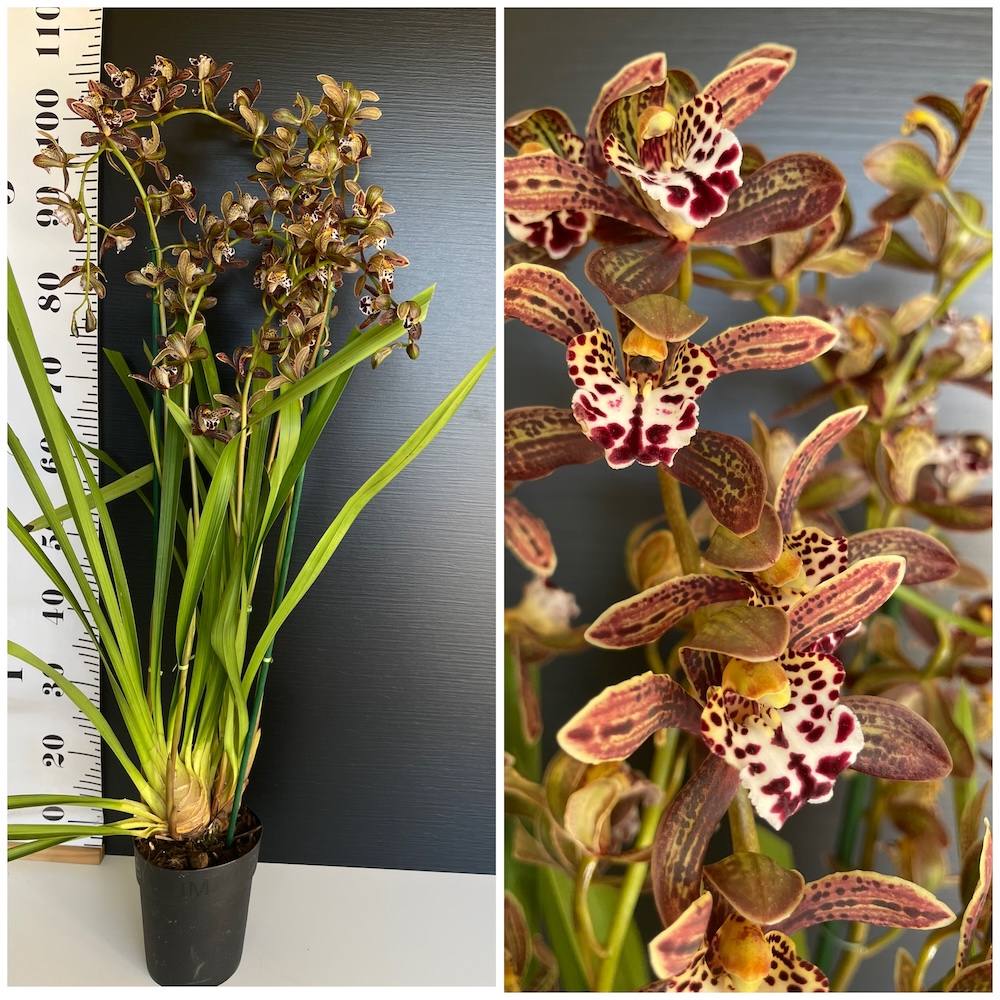 Chocolate Aroma Ορχιδέα Cymbidium Magic Chocolate Strong AROMA - Image 1