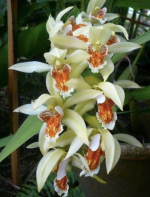 Ορχιδέα Coelogyne Asperata - Image 2