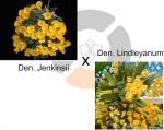 Ορχιδέα Den. jenkinsii x Den. lindleyanum  - Image 2