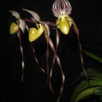 Ορχιδέα Paph. Philippinense
