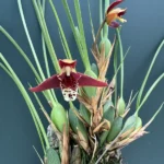 Ορχιδέα Maxillaria - Tenuifolia on Cork