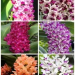 Ορχιδέα Rhynchostylis Gigantea - Mix Color