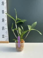 Ορχιδέα Dendrobium Thyrsiflorum - Image 2