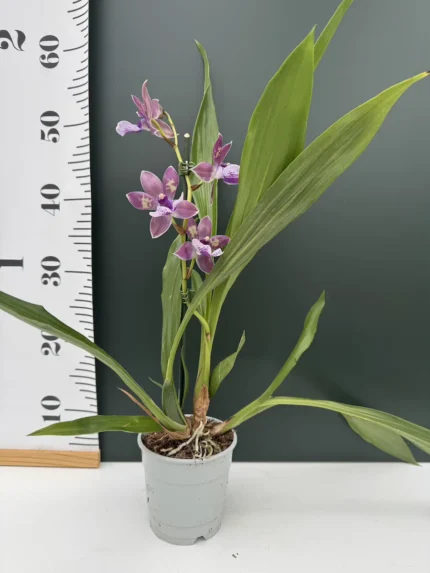 IMG 4046 &bull; Ελληνικές Ορχιδέες &bull; Μοναδικές ορχιδέες με στυλ και αρώματα!