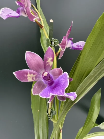 IMG 4047 &bull; Ελληνικές Ορχιδέες &bull; Μοναδικές ορχιδέες με στυλ και αρώματα!