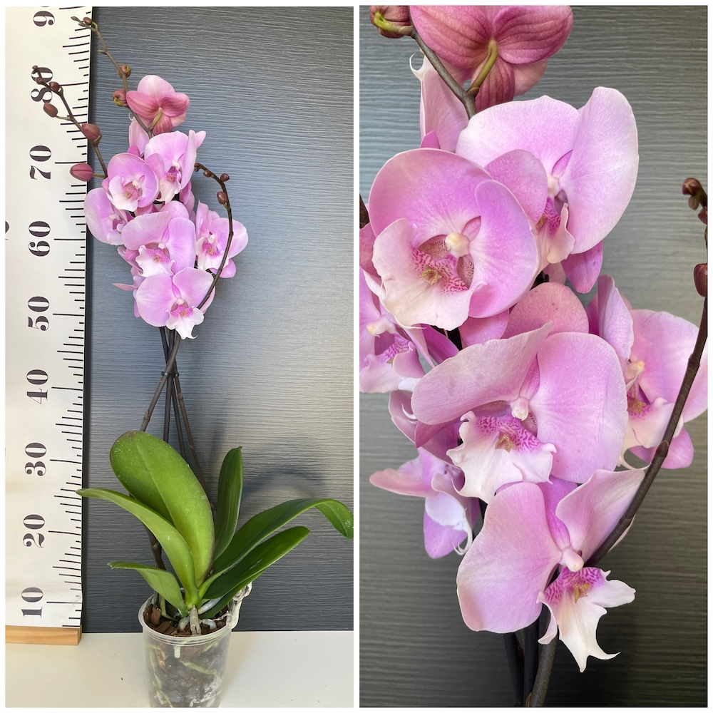IMG_4654 Ορχιδέα Phalaenopsis Angelina - Image 1