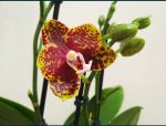 Ορχιδέα Phalaenopsis Bambula - Image 2