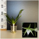 Ορχιδέα Angraecum Veitchii Aroma