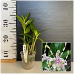 Ορχιδέα Dendrobium Helix x Doctor Uthai