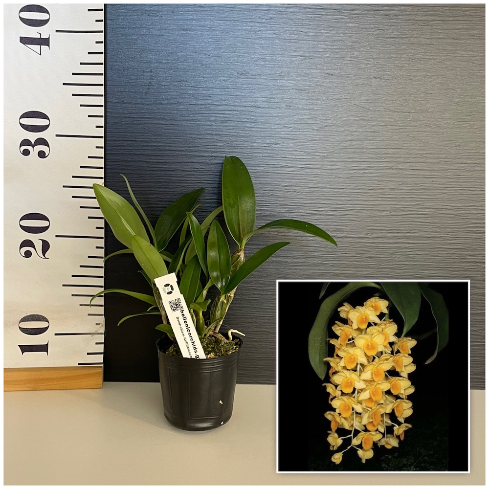 IMG_4750 Ορχιδέα Dendrobium Griffithianum - Image 1