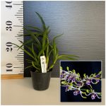 Ορχιδέα Dendrobium canaliculatum Aroma