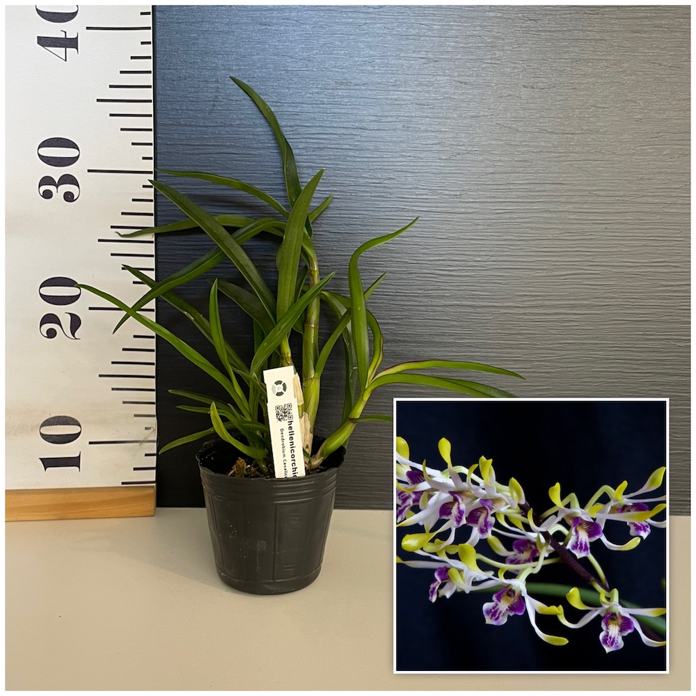 IMG_4751 Ορχιδέα Dendrobium canaliculatum Aroma - Image 1