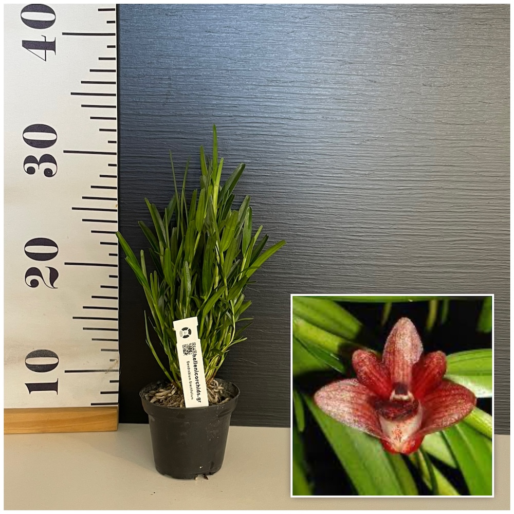 IMG_4753 Ορχιδέα Dendrobium Erectifolium - Image 1