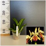 Ορχιδέα Cattleya Dowiana