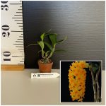 Ορχιδέα Dendrobium Densiflorum Aroma