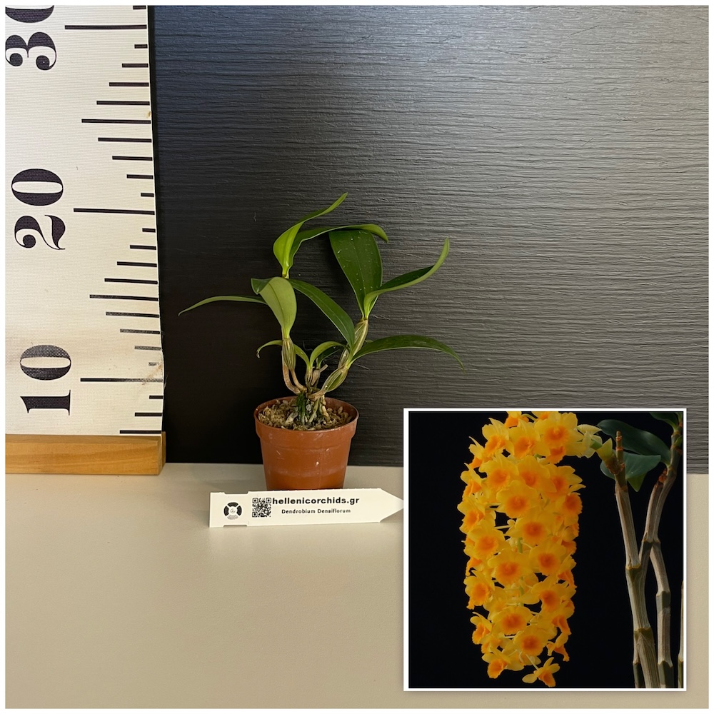 IMG_4759 Ορχιδέα Dendrobium Densiflorum Aroma - Image 1