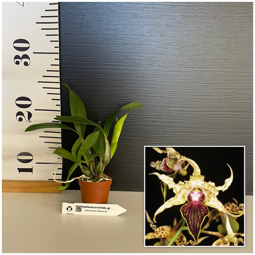 IMG_4760 Ορχιδέα Dendrobium Alexandrae - Image 1