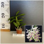 Ορχιδέα Dendrobium Amethystoglossum Aroma