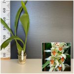 Ορχιδέα Coelogyne Asperata