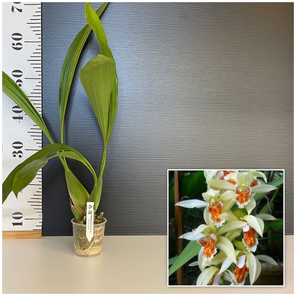 IMG_4762 Ορχιδέα Coelogyne Asperata - Image 1