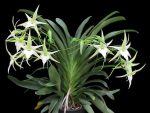 Ορχιδέα Angraecum Veitchii Aroma - Image 3