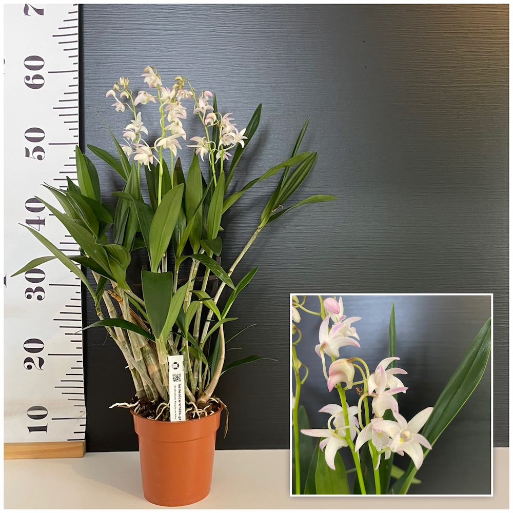 IMG_4821 Ορχιδέα Dendrobium Kingianum White - Image 1