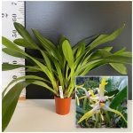Ορχιδέα Maxillaria setigera