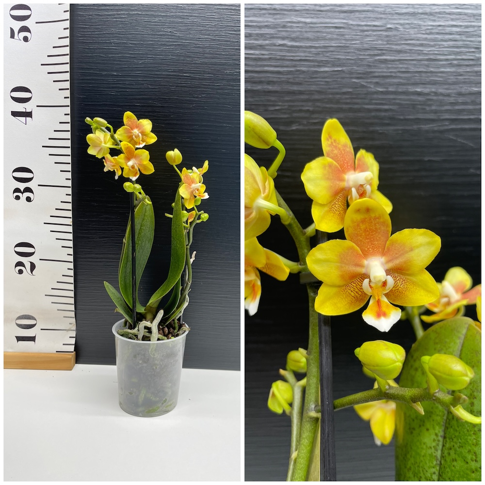 IMG_4995 Ορχιδέα Phalaenopsis Gaia - Image 1