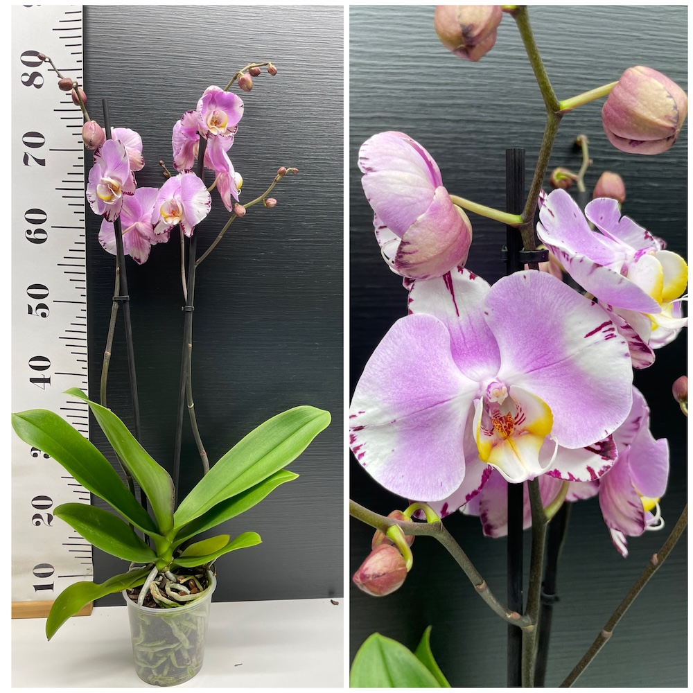 IMG_4998 Ορχιδέα Phalaenopsis Art Nouveau - Image 1
