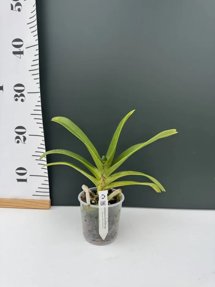 Ορχιδέα Rhynchostylis Gigantea - Mix Color - Image 2