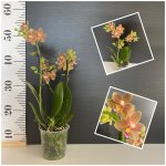 Ορχιδέα Phalaenopsis Hidden Nature - Image 2