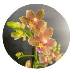 Ορχιδέα Phalaenopsis Hidden Nature