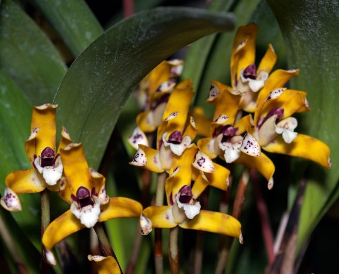 Maxillaria picta • Ελληνικές Ορχιδέες • Μοναδικές ορχιδέες με στυλ και αρώματα!
