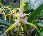 Ορχιδέα Maxillaria setigera - Image 2