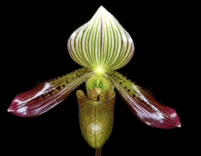 Paph. agusii • Ελληνικές Ορχιδέες • Μοναδικές ορχιδέες με στυλ και αρώματα!