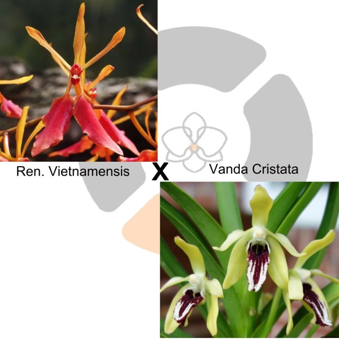 Ren. Vietnamensis x Vanda Cristata • Ελληνικές Ορχιδέες • Μοναδικές ορχιδέες με στυλ και αρώματα!
