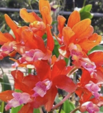 Ορχιδέα Ryc. Taiwan Firecracker Popcorn - Image 2