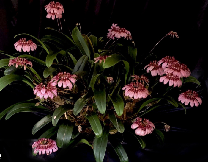 bulb. longiflorum 2 • Ελληνικές Ορχιδέες • Μοναδικές ορχιδέες με στυλ και αρώματα!