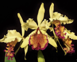 Ορχιδέα Cattleya Dowiana - Image 2