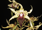 Ορχιδέα Dendrobium Alexandrae  - Image 2