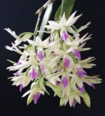 Ορχιδέα Dendrobium Amethystoglossum Aroma - Image 2
