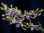 Ορχιδέα Dendrobium canaliculatum Aroma - Image 2