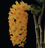 Ορχιδέα Dendrobium Densiflorum Aroma - Image 3