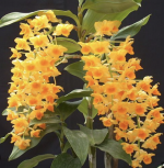 Ορχιδέα Dendrobium Densiflorum Aroma - Image 2