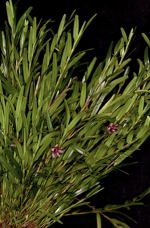 Ορχιδέα Dendrobium Erectifolium - Image 3