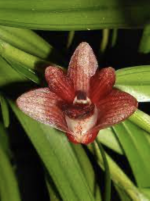 Ορχιδέα Dendrobium Erectifolium - Image 2
