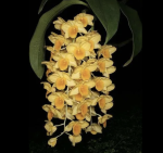 Ορχιδέα Dendrobium Griffithianum - Image 2